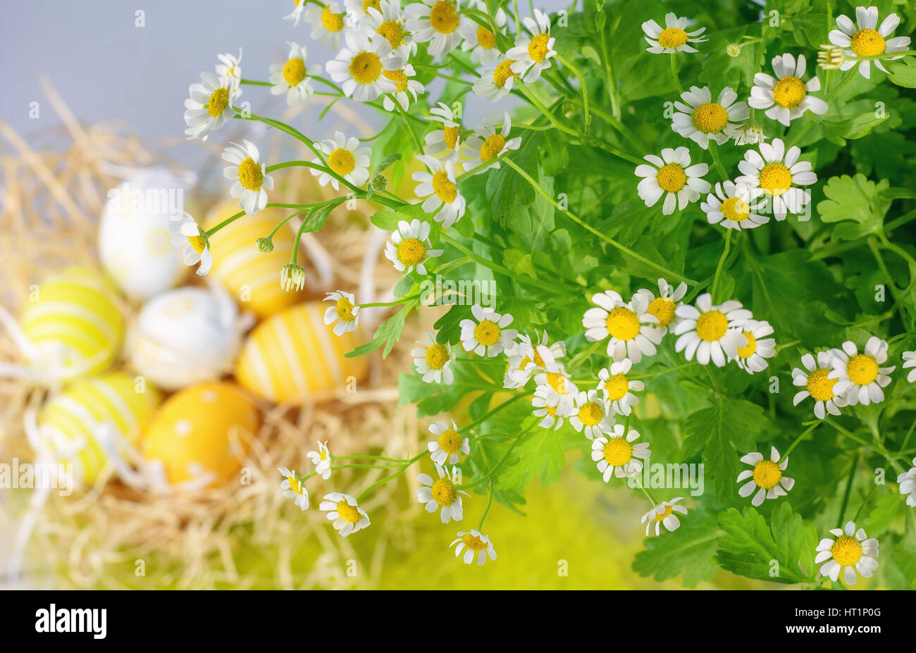 Les marguerites et les oeufs de Pâques dans l'arrière-plan. Banque D'Images