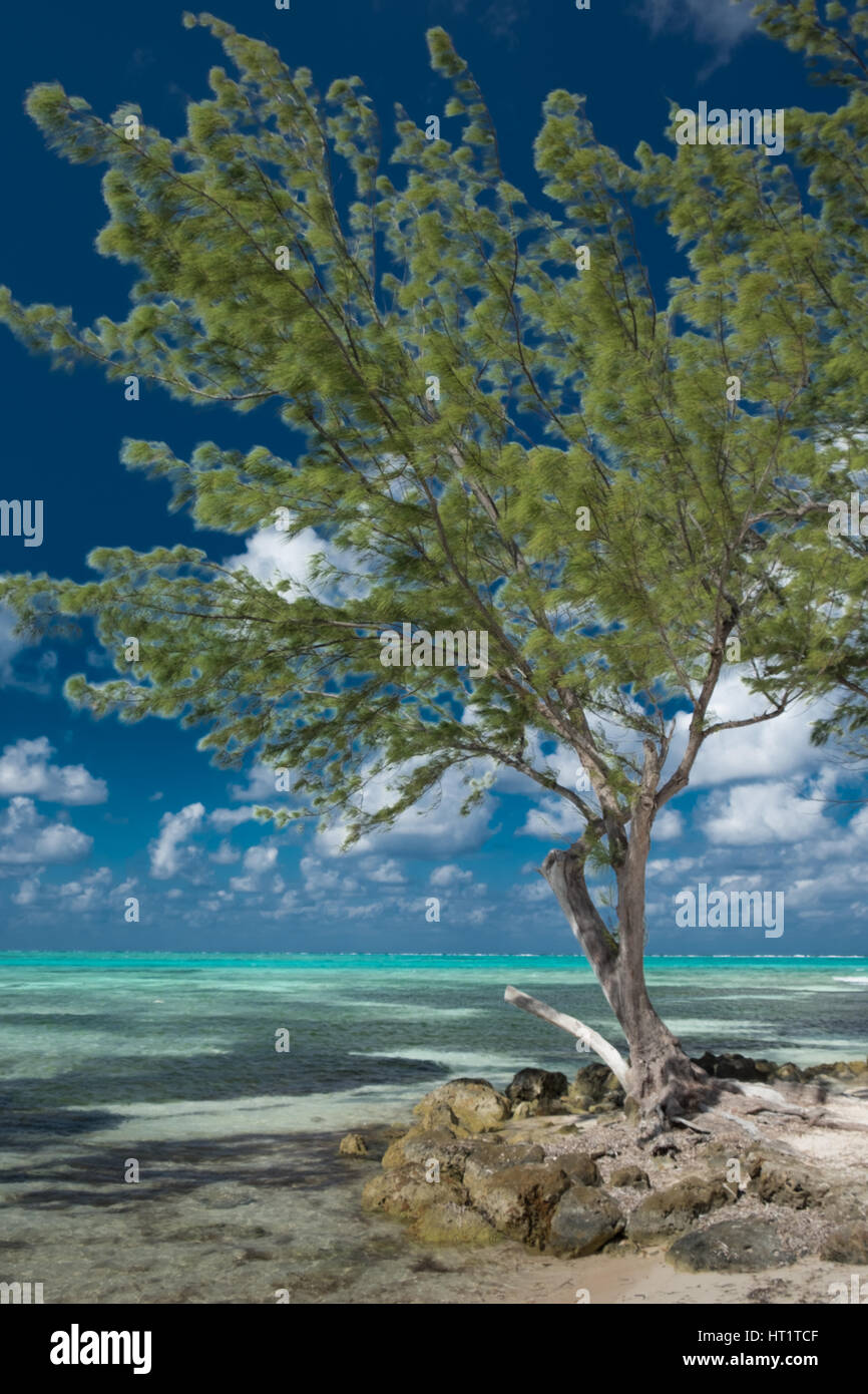 Seul arbre dans le rhum Point sur la rive de l'eau de la mer des Caraïbes, dans les Îles Caïmans Banque D'Images