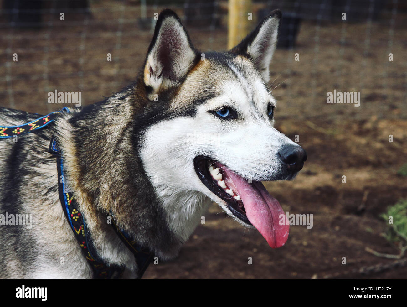 Close up of Siberian husky aux yeux bleus à l'avant Banque D'Images