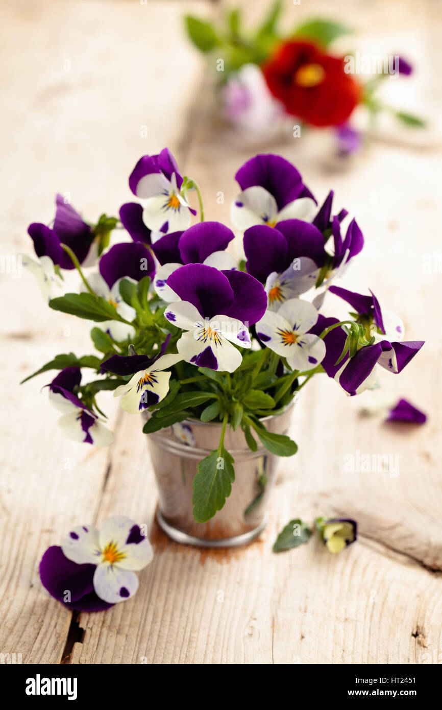 Purple pensées dans un vase sur une table en bois rustique. Banque D'Images