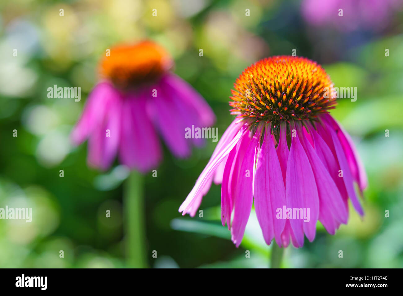 Echinecea photographié avec une lentille de spécialité pour l'extrême profondeur de champ et bokeh crémeux. Banque D'Images