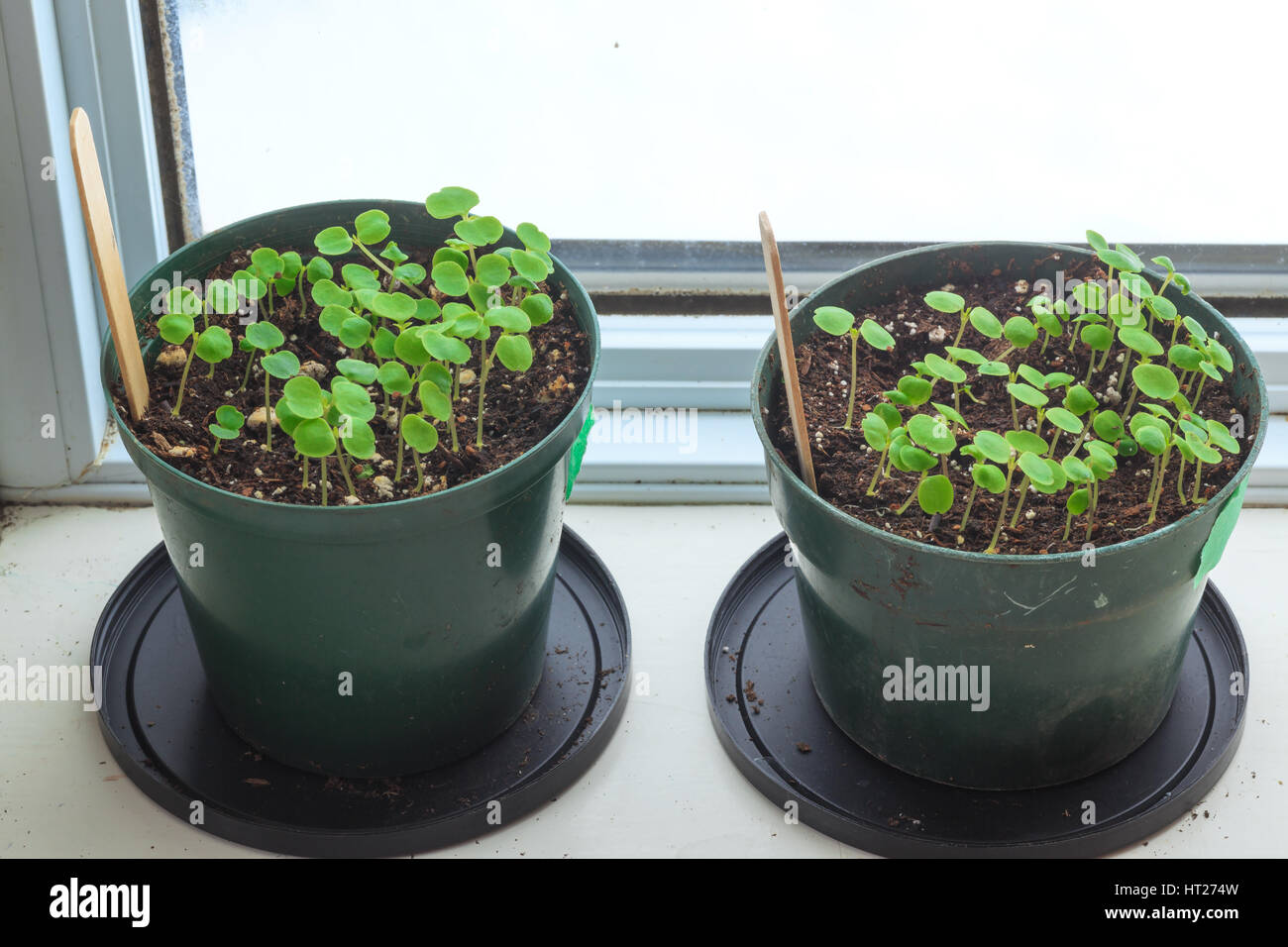 Les semis nouvellement germés impatiens en pot sur un rebord de fenêtre d'accueil. Banque D'Images