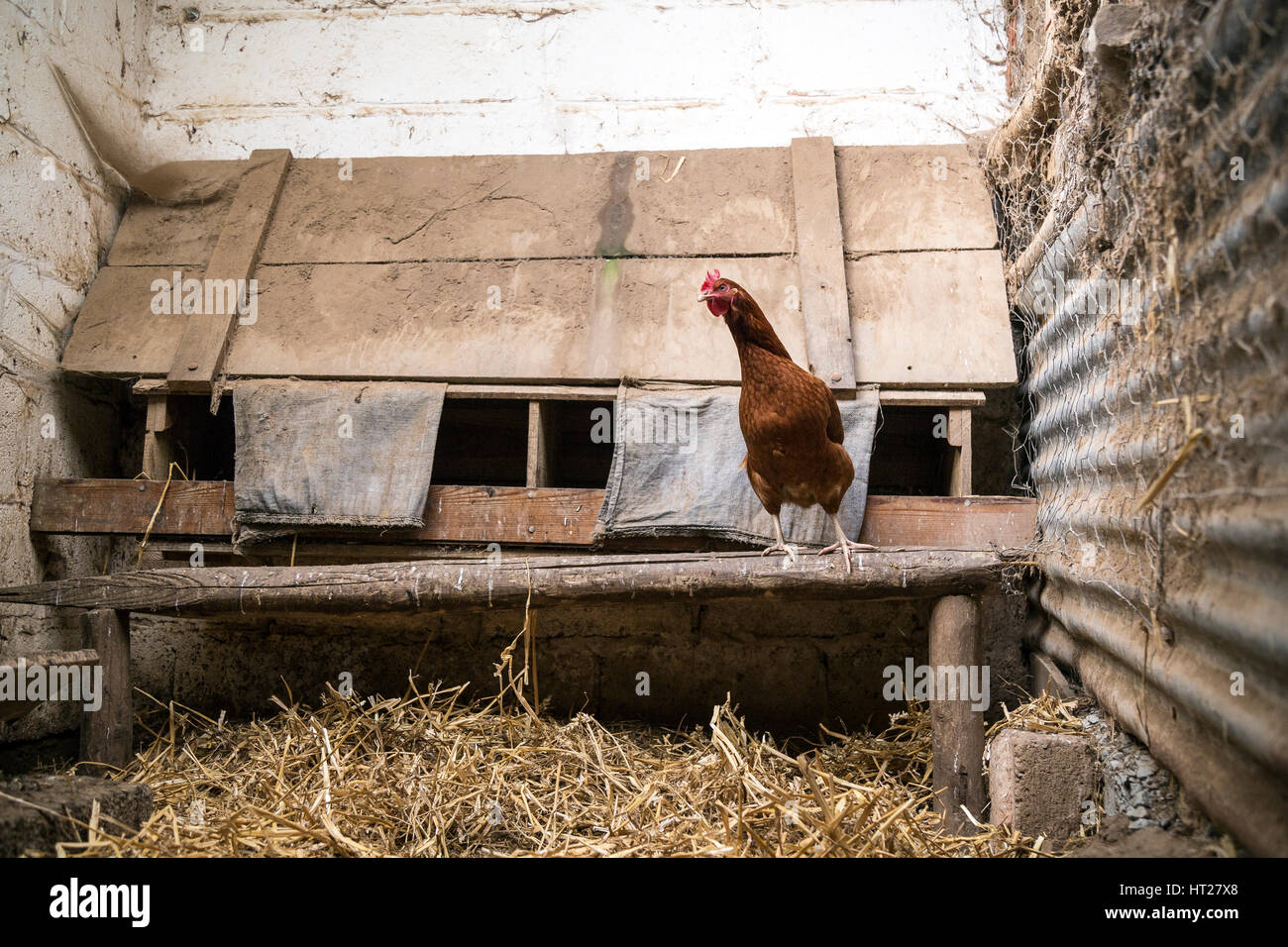 egg bearing banque d image et photos alamy