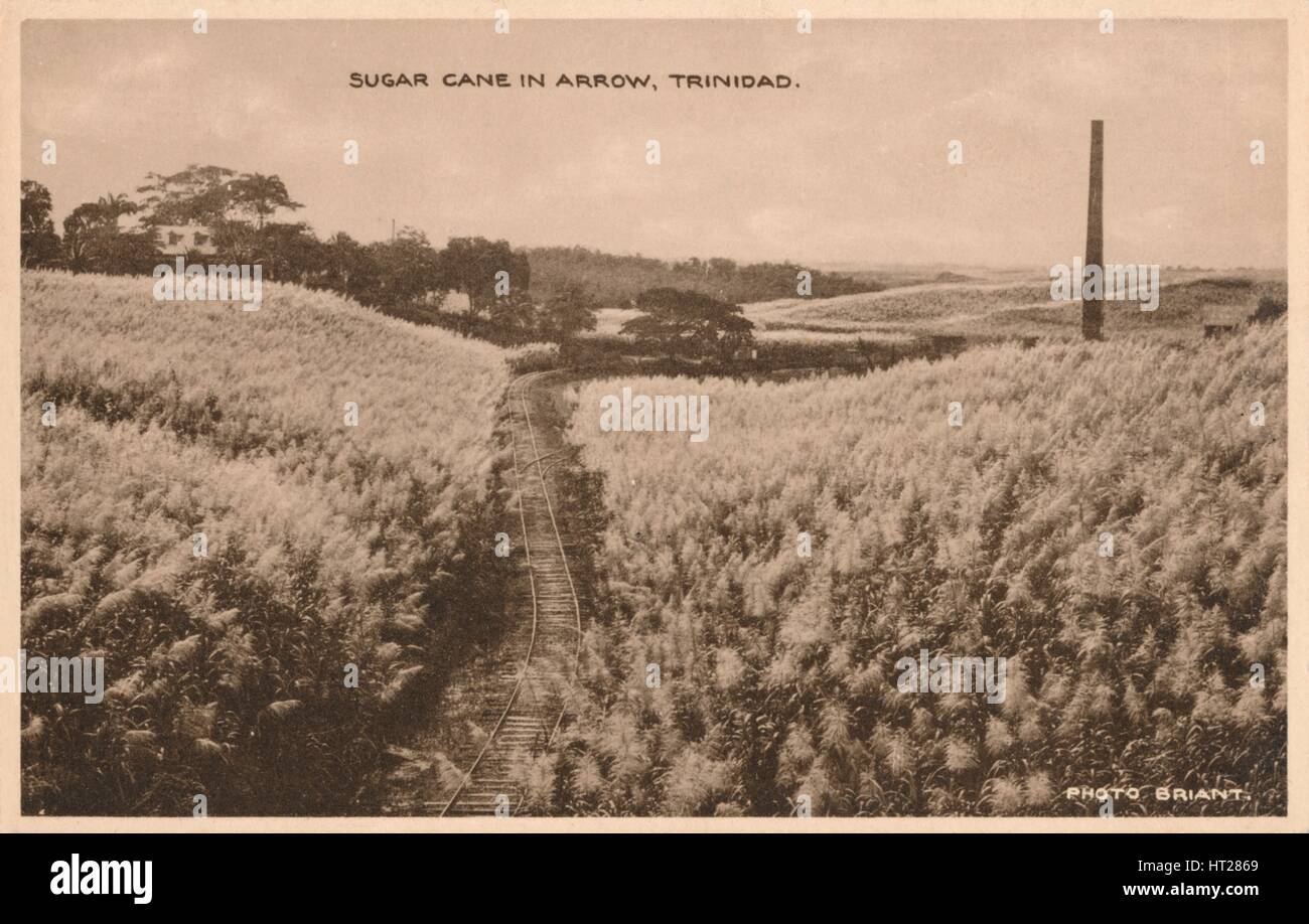 La canne à sucre dans la région de Arrow Trinité', c1900. Artiste : Inconnu. Banque D'Images