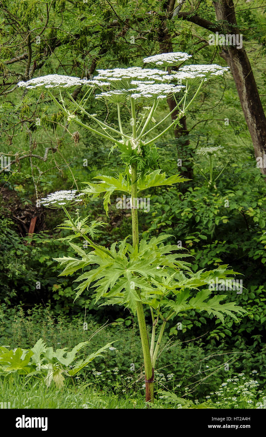 La berce du Caucase plante toxique contre les mauvaises herbes Photo Stock  - Alamy