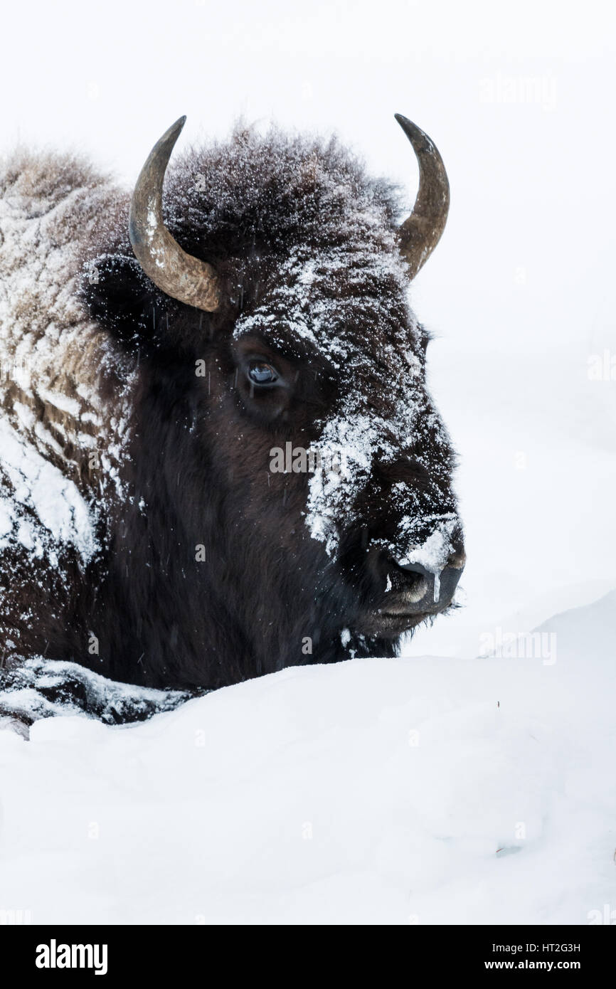 Bison (Bison bison) communément appelé Buffalo survivre à l'hiver brutal dans le Parc National de Yellowstone, Wyoming, USA. Février, 2017. Banque D'Images Bison (Bison bison) communément appelé Buffalo survivre à l'hiver brutal dans le Parc National de Yellowstone, Wyoming, USA. Février, 2017. Banque D'Images
