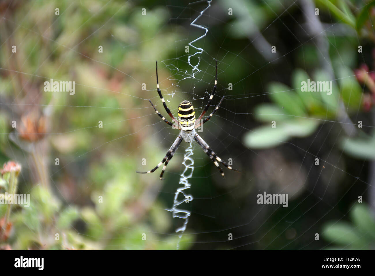 Araignée sur le web Banque D'Images