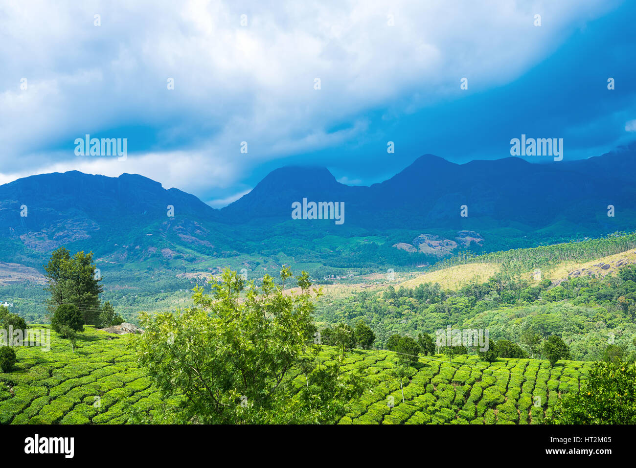 De belles plantations de thé vert avec des montagnes, nuages, arbres, Munnar, Kerala, Inde billet d'arrière-plan Banque D'Images