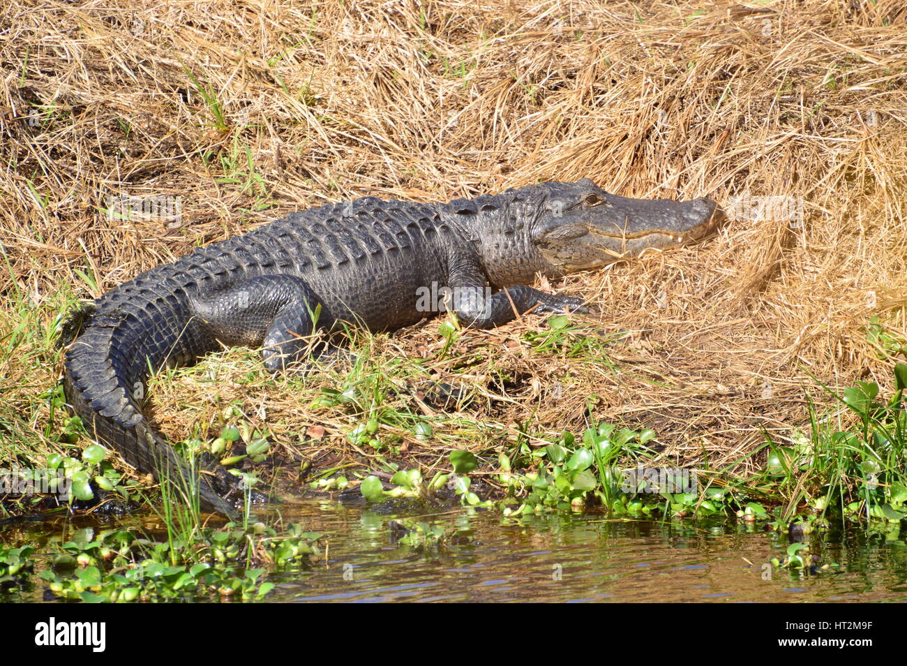 Alligator Banque D'Images