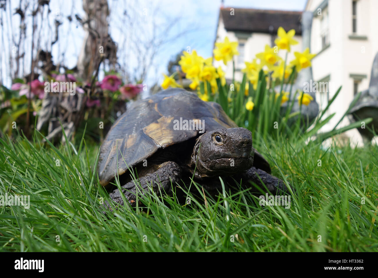 Le printemps est dans l'air ! Après 5 mois hibernant dans ce jardin Shropshire Fred la tortue est apparue aujourd'hui. Deux jours de temps doux et l'ensoleillement ont suffit à service de son sommeil d'hiver. Chaque année, en octobre, il creuse un trou dans le sol et l'autonomie en veille prolongée. Crédit : David Bagnall/Alamy Live News Banque D'Images Le printemps est dans l'air ! Après 5 mois hibernant dans ce jardin Shropshire Fred la tortue est apparue aujourd'hui. Deux jours de temps doux et l'ensoleillement ont suffit à service de son sommeil d'hiver. Chaque année, en octobre, il creuse un trou dans le sol et l'autonomie en veille prolongée. Crédit : David Bagnall/Alamy Live News Banque D'Images