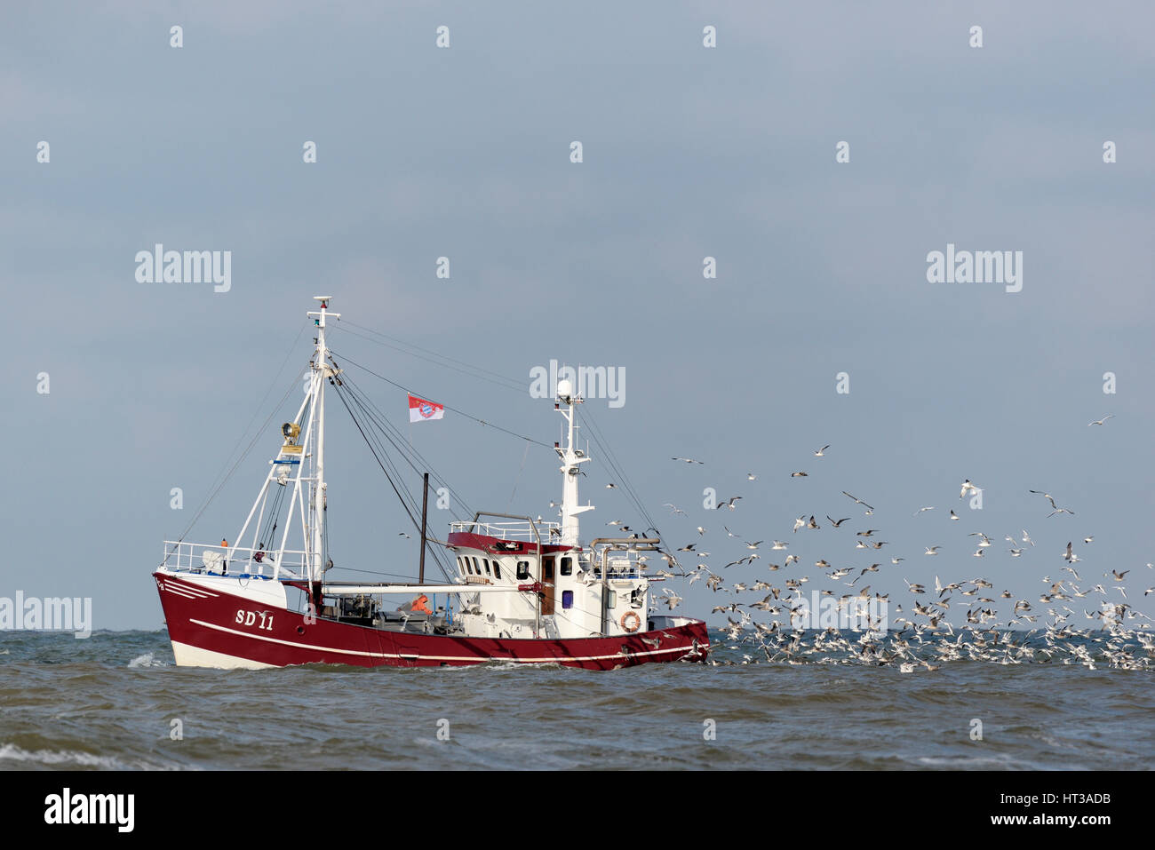 Trawler avec colonie de mouettes (Laridae), le Schleswig-Holstein mer des Wadden Parc National, Frise du Nord, Schleswig-Holstein Banque D'Images
