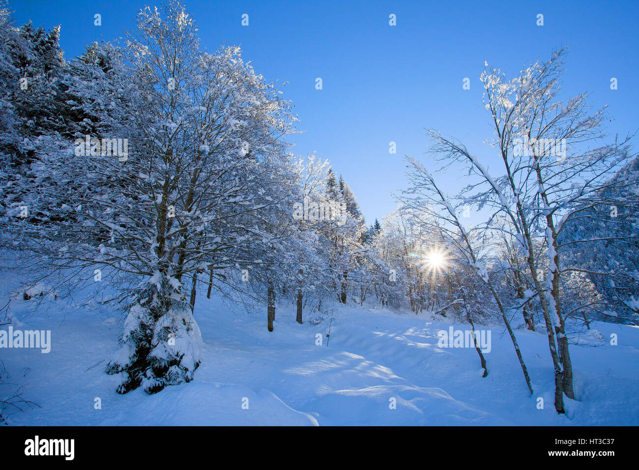 Arbre enneigé sur un jour d'hiver ensoleillé Banque D'Images