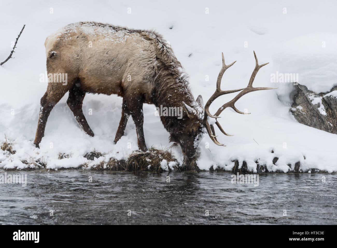 Les wapitis majestueux (également connu sous le nom ou Wapiti Cervus canadens) faire paître sur la rive de la rivière Madison dans le parc national de Yellowstone. Banque D'Images Les wapitis majestueux (également connu sous le nom ou Wapiti Cervus canadens) faire paître sur la rive de la rivière Madison dans le parc national de Yellowstone. Banque D'Images