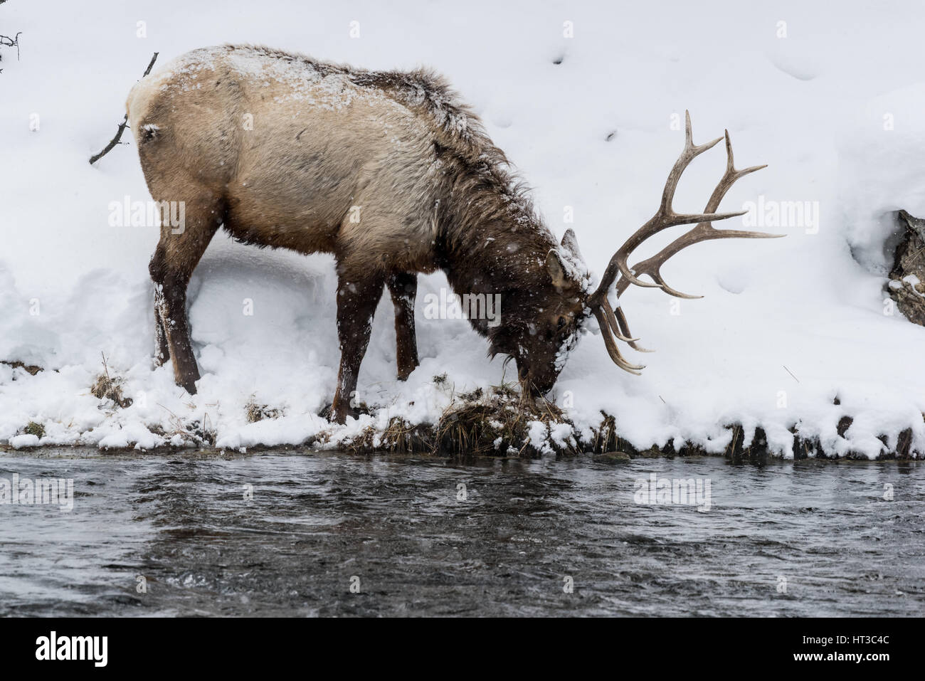 Les wapitis majestueux (également connu sous le nom ou Wapiti Cervus canadens) faire paître sur la rive de la rivière Madison dans le parc national de Yellowstone. Banque D'Images Les wapitis majestueux (également connu sous le nom ou Wapiti Cervus canadens) faire paître sur la rive de la rivière Madison dans le parc national de Yellowstone. Banque D'Images