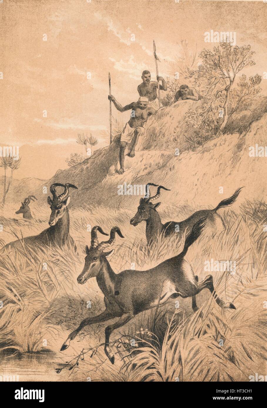 'Le' bubale, c1880. Artiste : Inconnu. Banque D'Images