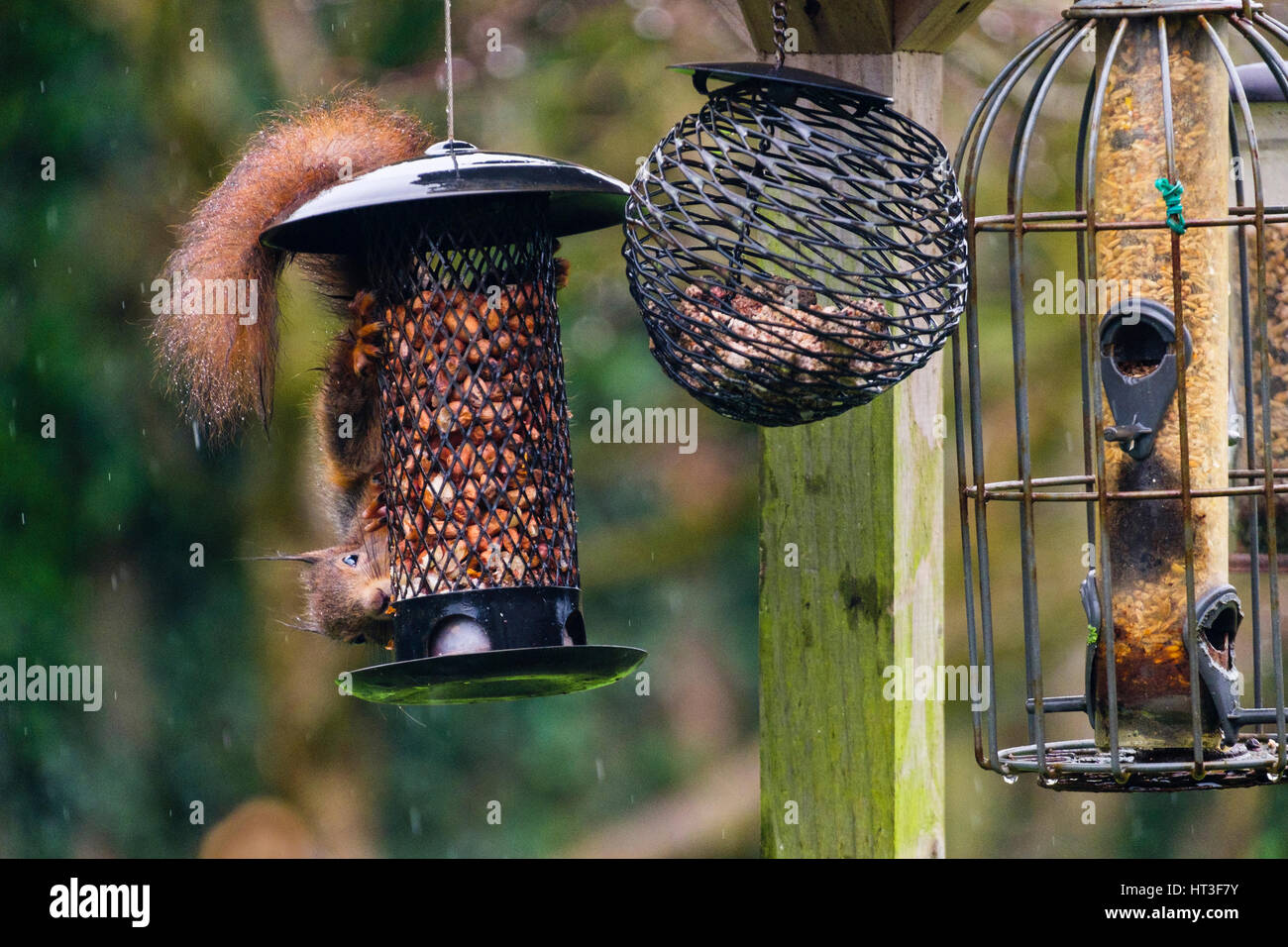 Un écureuil roux (Sciurus vulgaris) se nourrissant d'arachides par un convoyeur de semences à l'épreuve des écureuils suspendue à un tableau d'oiseaux dans un jardin intérieur. Anglesey Pays de Galles UK Banque D'Images