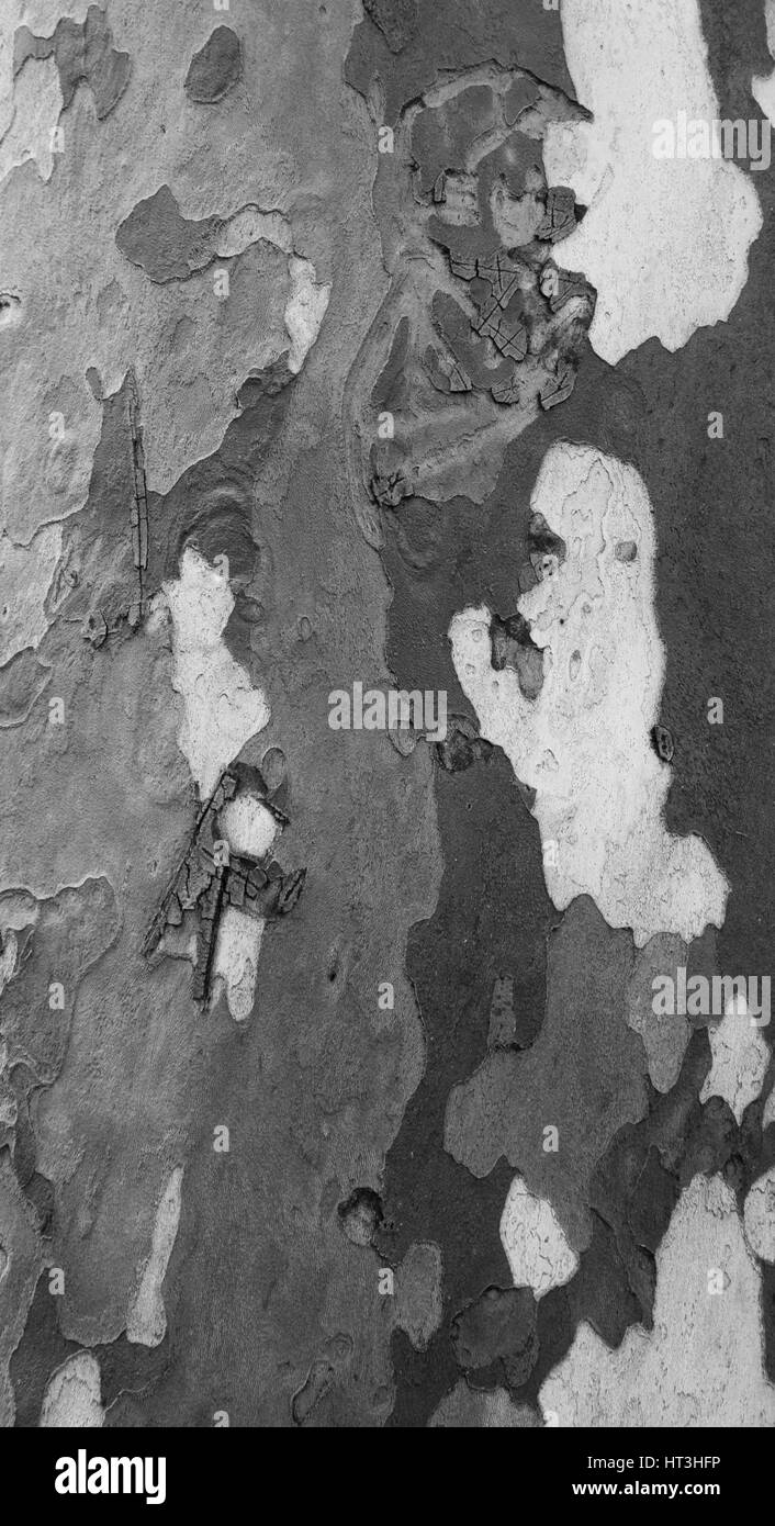 Camouflage Banque D'Images