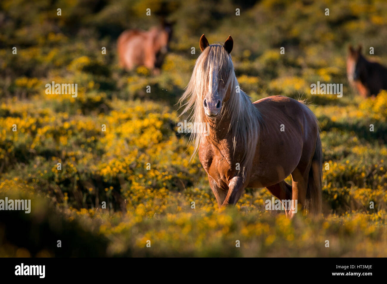 Vrai cheval sauvage dans une zone protégée de Serra do Cando (Réseau Natura 2000). La Galice, Espagne du Nord. Banque D'Images
