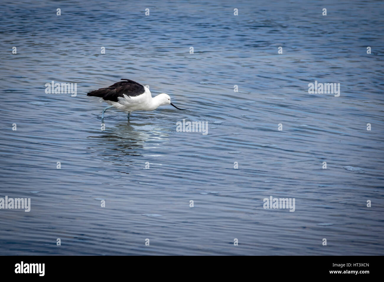 Communauté andine avocette élégante (Recurvirostra andina) - noir et blanc bec courbé d'oiseaux aquatiques Banque D'Images