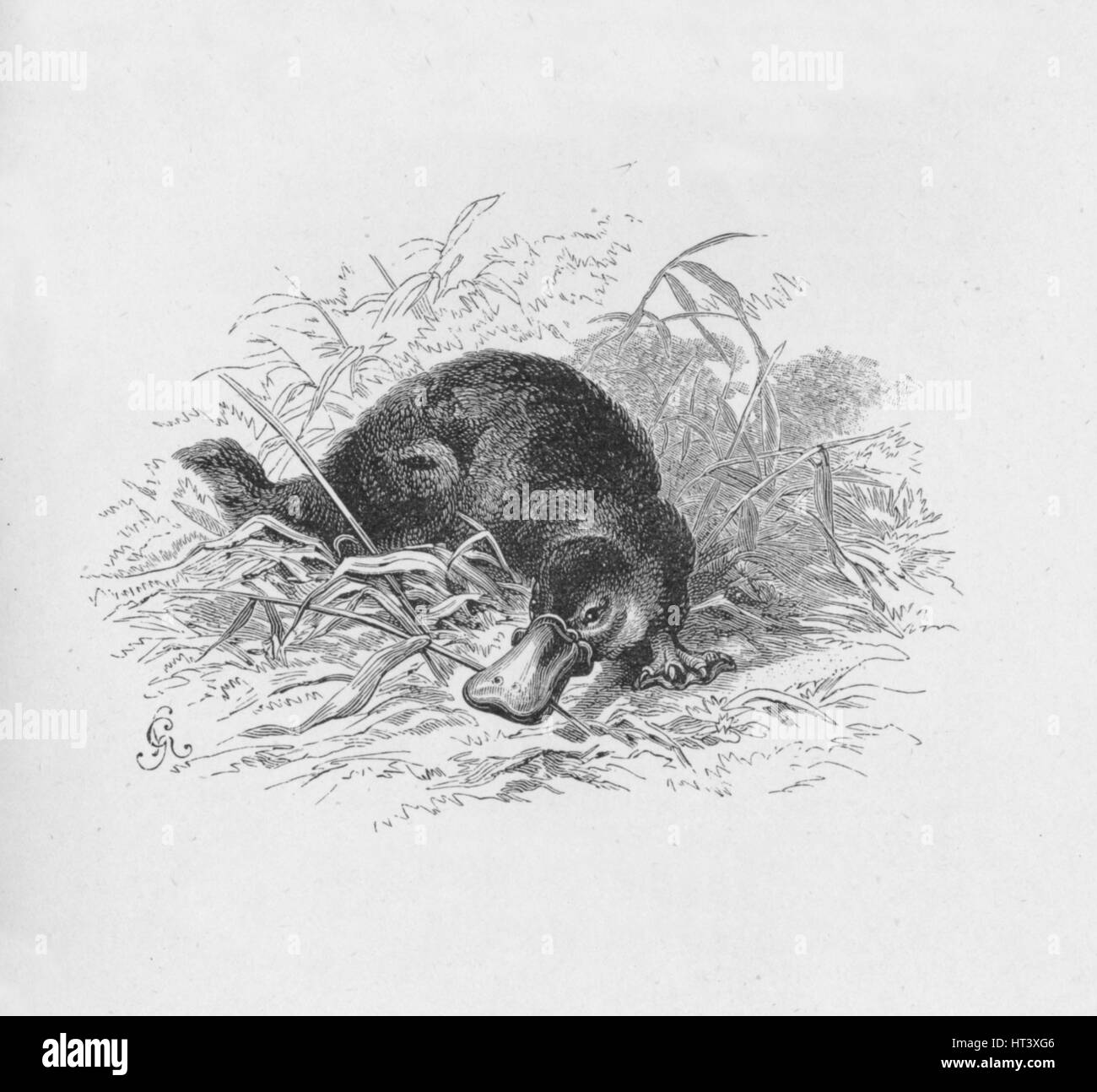 'Ornithorhynchus Paradoxus', c1885, (1890). Artiste : Robert Taylor Pritchett. Banque D'Images