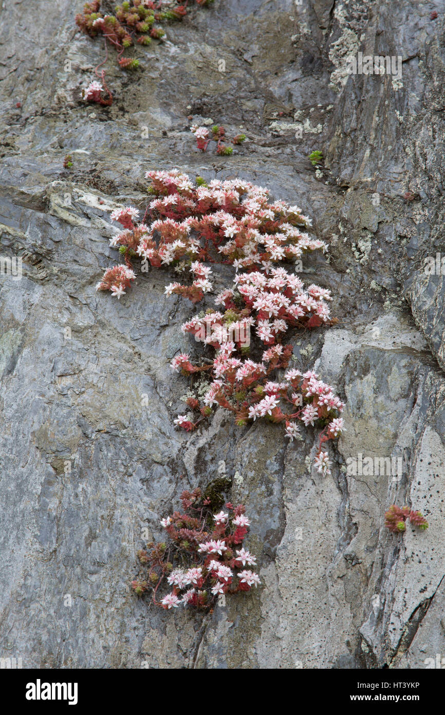 Orpin, Sedum anglicum anglais, poussant sur falaise, Mevagissey, Cornwall, UK Banque D'Images