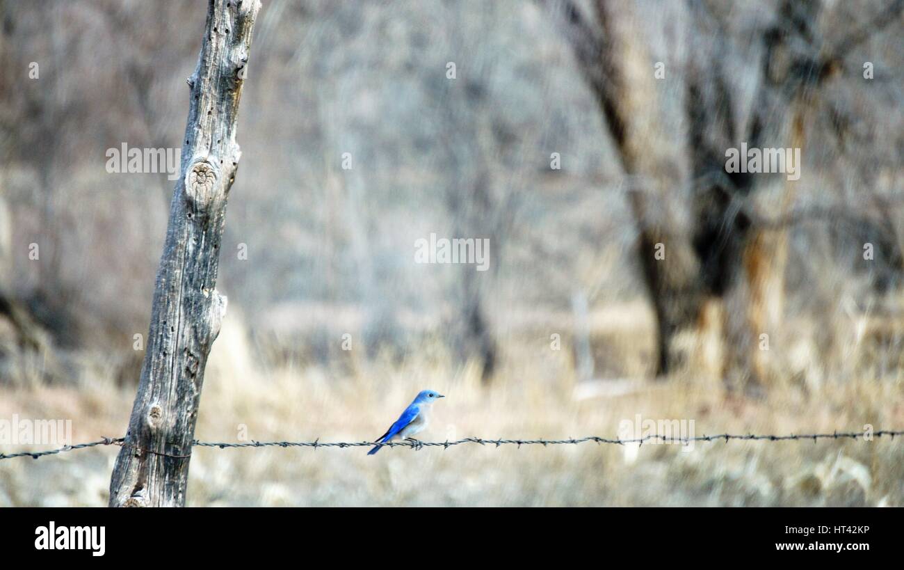Blue Bird sur du fil de fer barbelé Banque D'Images