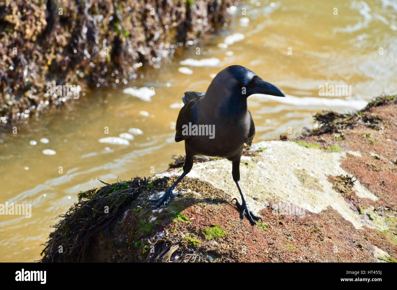 Crow indiens sur la plage Banque D'Images