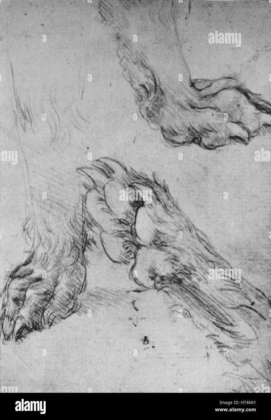 'Trois études des pattes d'un chien ou de loup', c1480 (1945). Artiste : Leonardo da Vinci. Banque D'Images