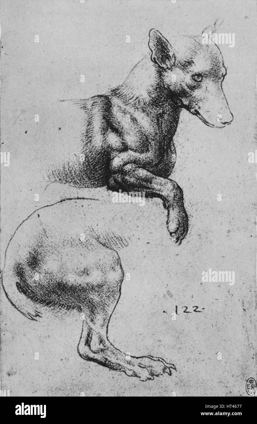 "Etudes de la proue et Hind-Quarters d'un chien', c1480 (1945). Artiste : Leonardo da Vinci. Banque D'Images
