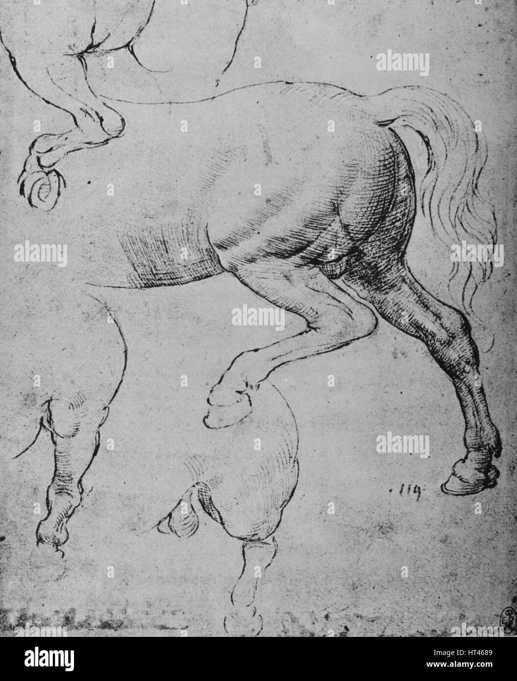 "Etudes de l'Hind-Quarters Hind-Legs et du d'un cheval", c1480 (1945). Artiste : Leonardo da Vinci. Banque D'Images