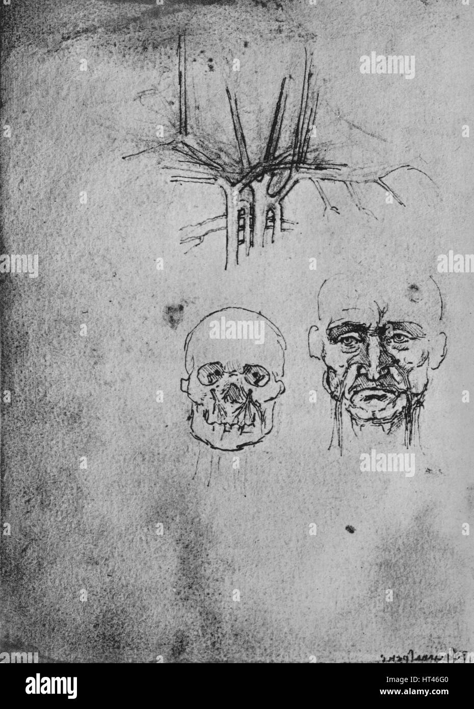 'Dessin montrant la position des vaisseaux sanguins dans le cou et le visage', c1480 (1945). Artiste : Leonardo da Vinci. Banque D'Images