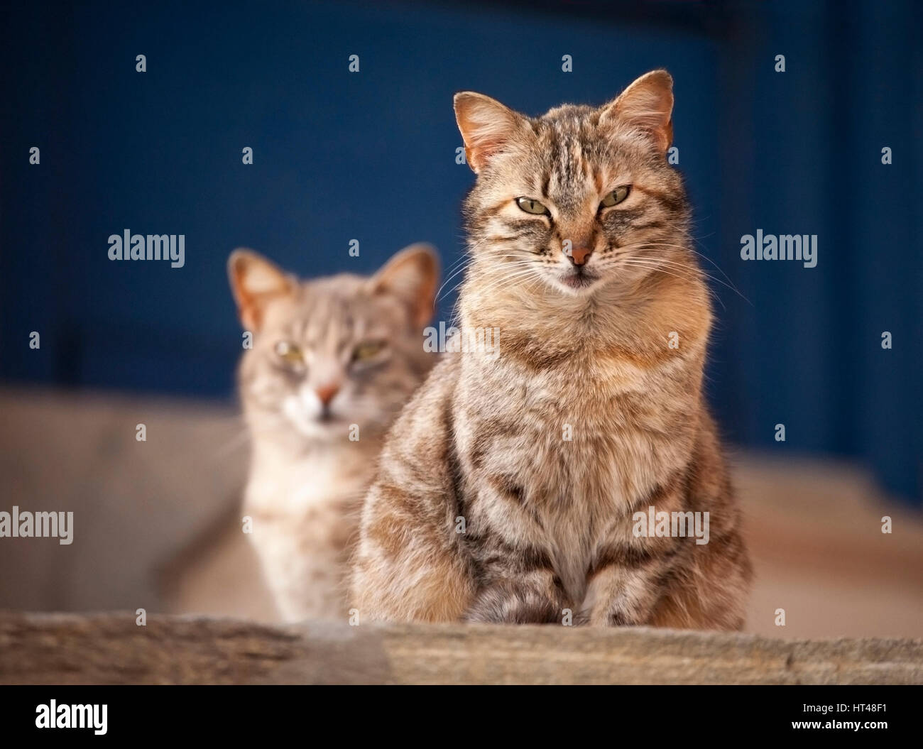 Ile Des Chats Banque D Image Et Photos Alamy