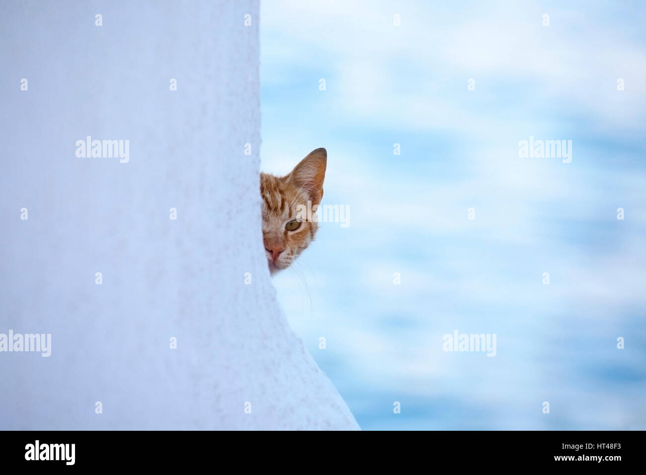 Le chat se trouve à l'angle d'un bâtiment blanchi à la chaux à Chora, sur l'île grecque de Mykonos, en Grèce. Banque D'Images