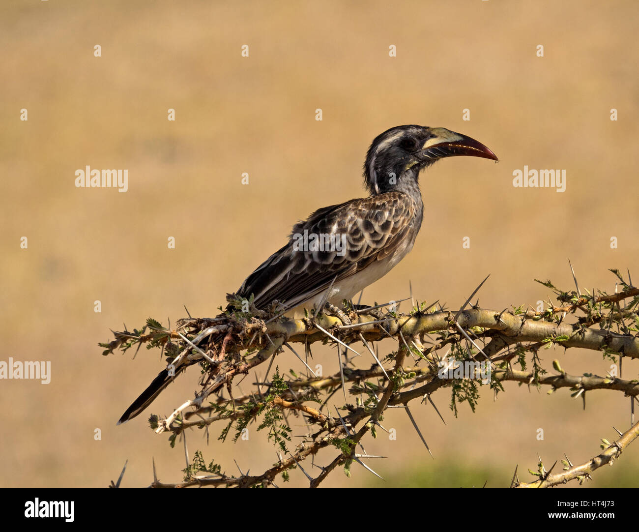 Calao gris d'Afrique (Tockus nasutus) dans les Conservatoires, Mara Mara, Kenya Afrique Plus Banque D'Images