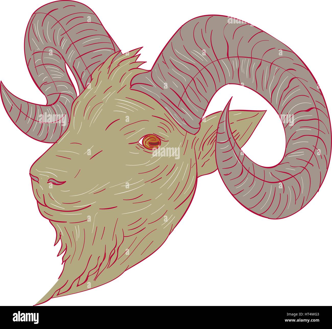 Style croquis dessin illustration d'une chèvre de montagne à la tête de vérin sur le côté isolé sur fond blanc. Illustration de Vecteur