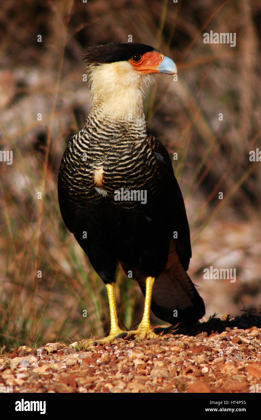 Carcará oiseau de proie, Canastra Hills National Park, Minas Gerais, Brésil Immobilier Banque D'Images