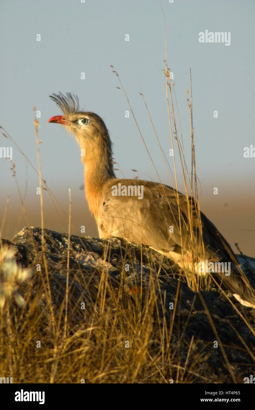 Oiseau, Seriema Canastra Hills National Park, Minas Gerais, Brésil Immobilier Banque D'Images