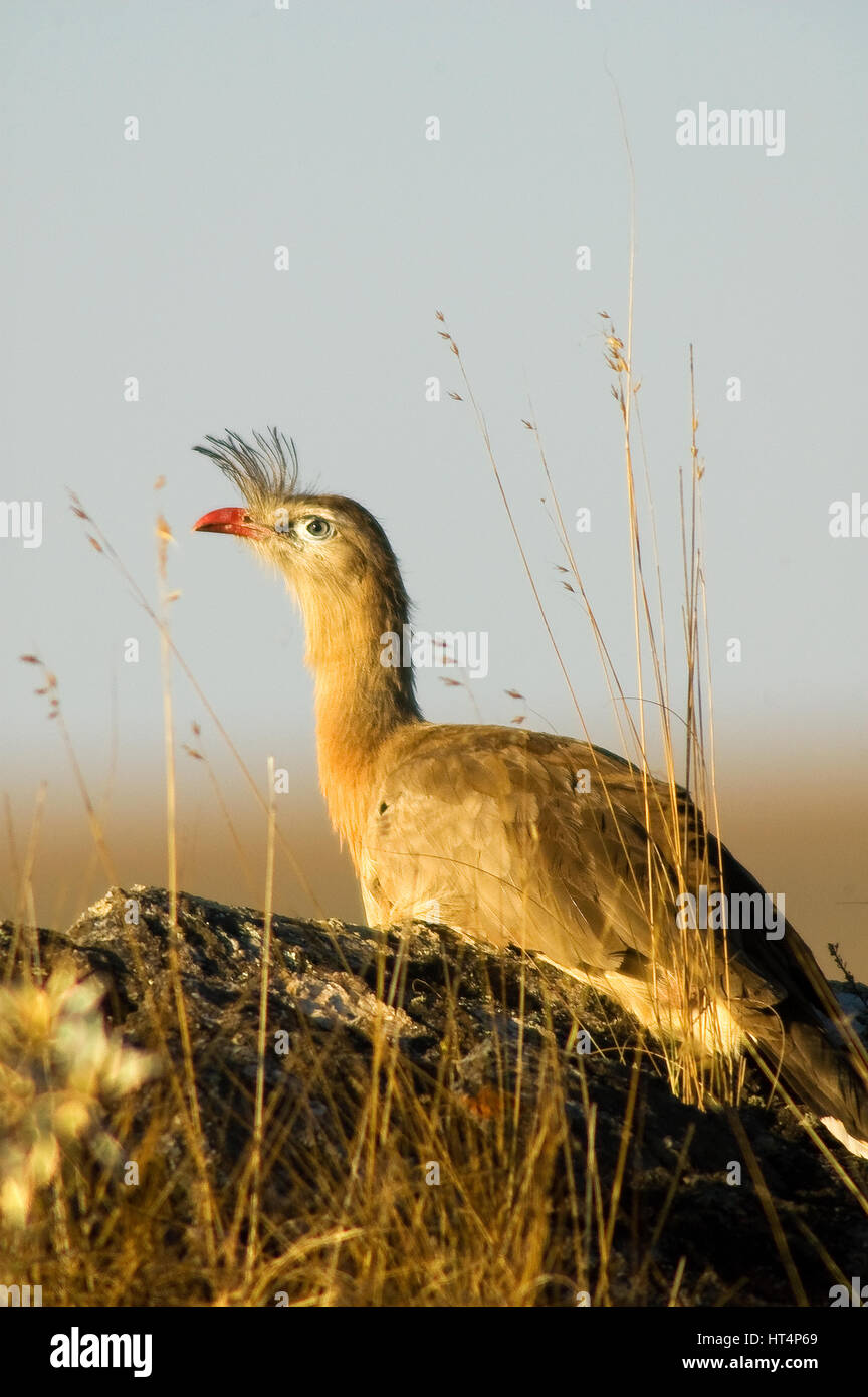 Oiseau, Seriema Canastra Hills National Park, Minas Gerais, Brésil Immobilier Banque D'Images