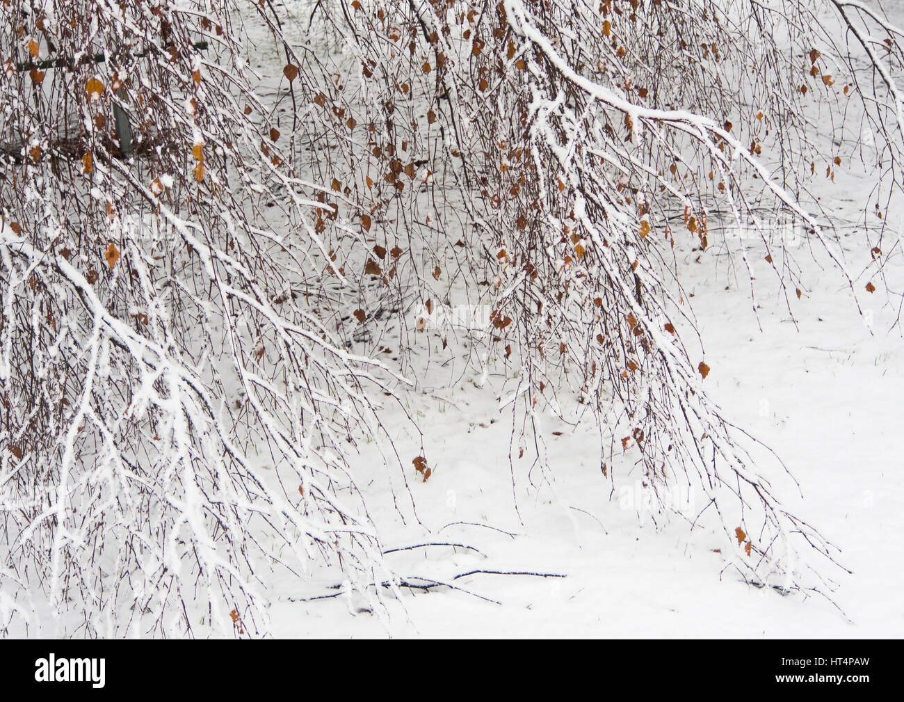 L'hiver à Oslo en Norvège, un bouleau blanc Betula pendula porte encore quelques feuilles sèches, son couvert de neige des branches et brindilles touche le sol Banque D'Images