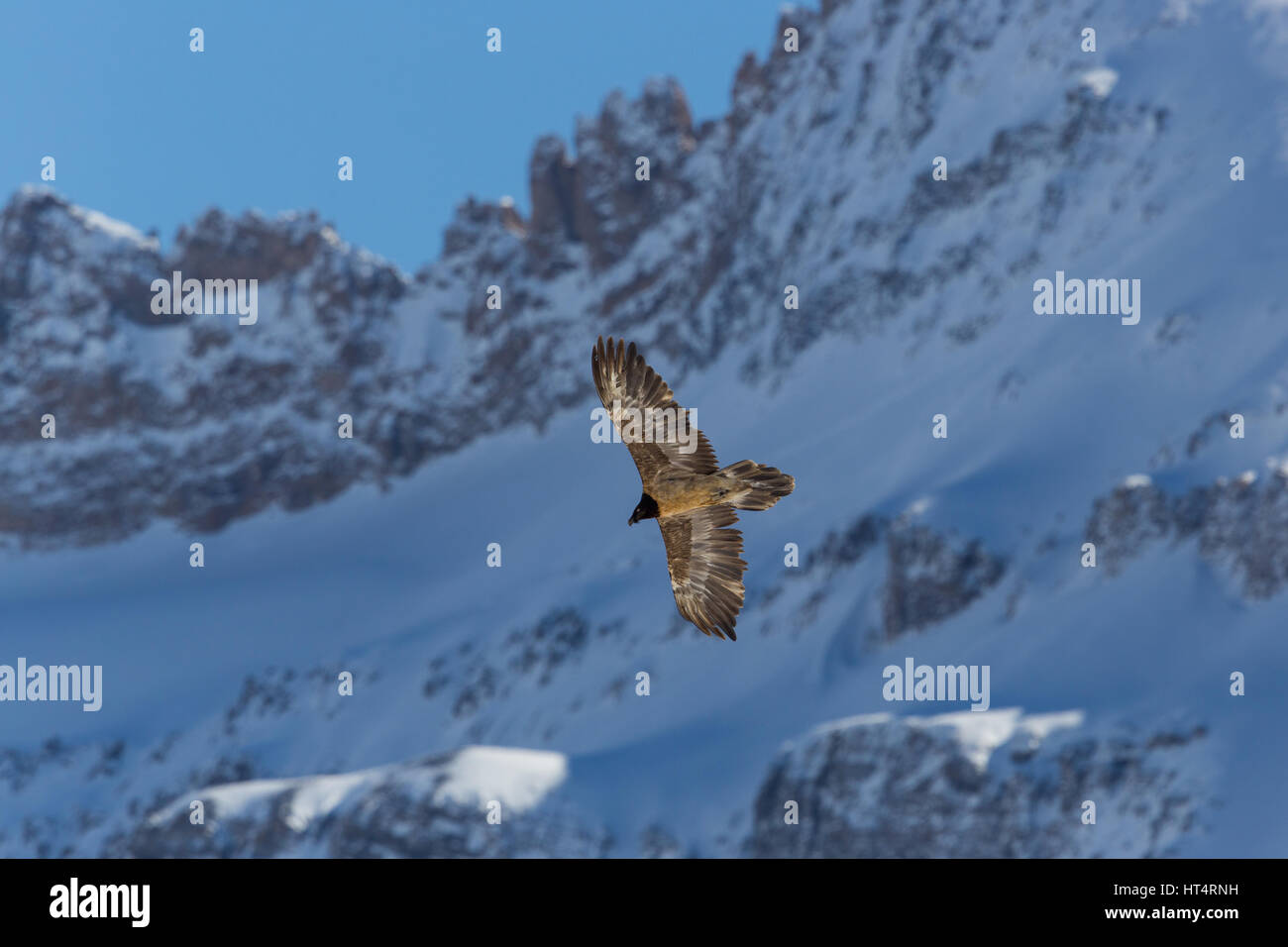 Le vol nature gypaète juvénile (LIC)) avec des montagnes, ciel bleu et la neige Banque D'Images