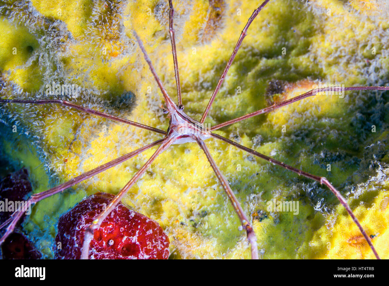 Stenorhynchus seticornis, le crabe flèche yellowline ou simplement crabe flèche, est une espèce de crabe marin Banque D'Images