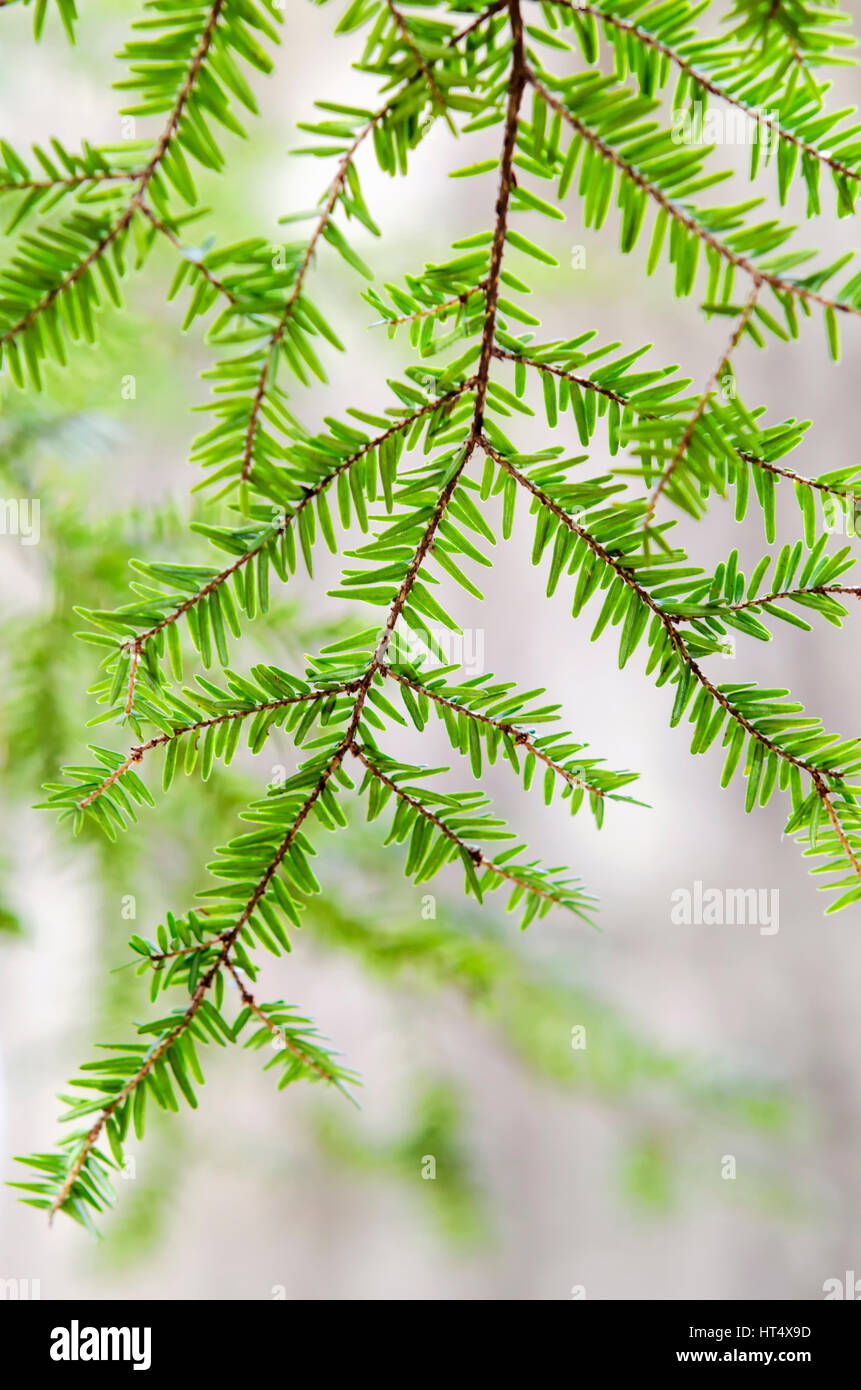 La pruche (Tsuga canadensis) branche d'arbre isolé avec les aiguilles vertes fraîches close up Banque D'Images