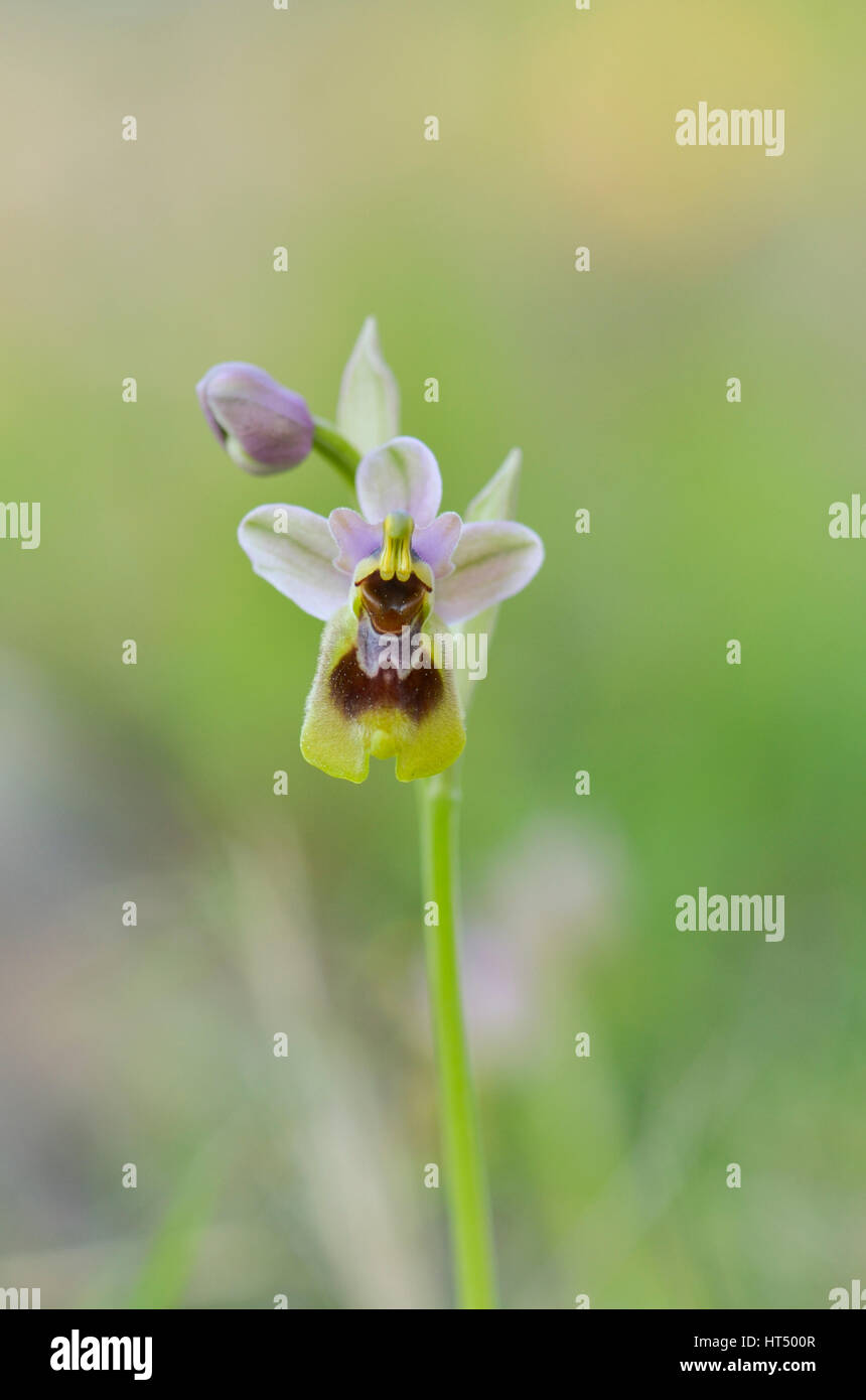 L'orchidée mouche, Ophrys tenthredinifera, inflorescence, Andalousie, Sud de l'Espagne. Banque D'Images