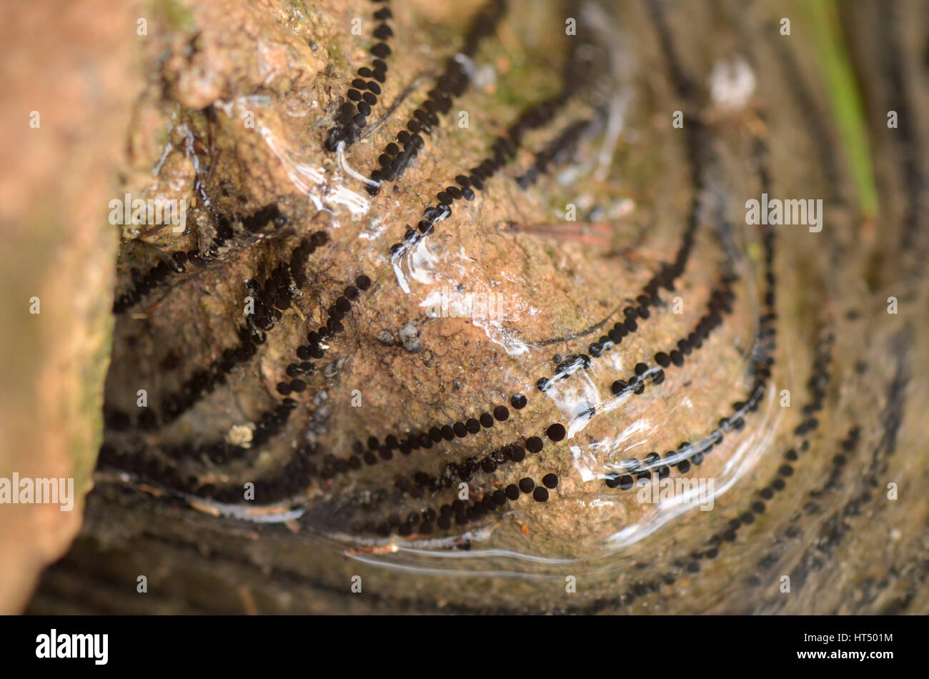 Toad Frayer, enroulé autour de pierre de crapaud commun ou européenne, crapaud Bufo bufo dans le flux. Espagne Banque D'Images