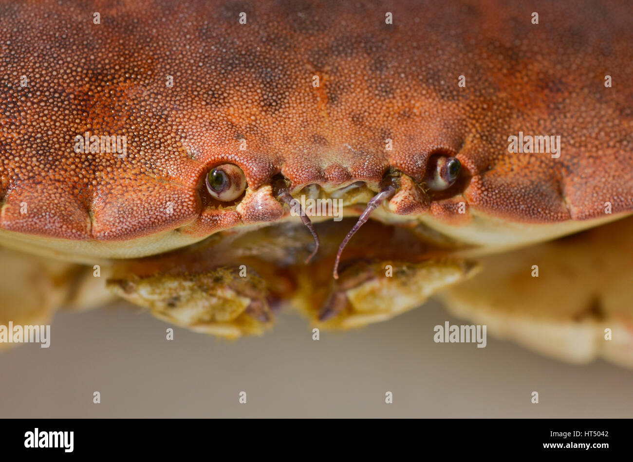 Close up de visage, de la tête, ou comestibles commun crabe brun, vivants, frais. Banque D'Images