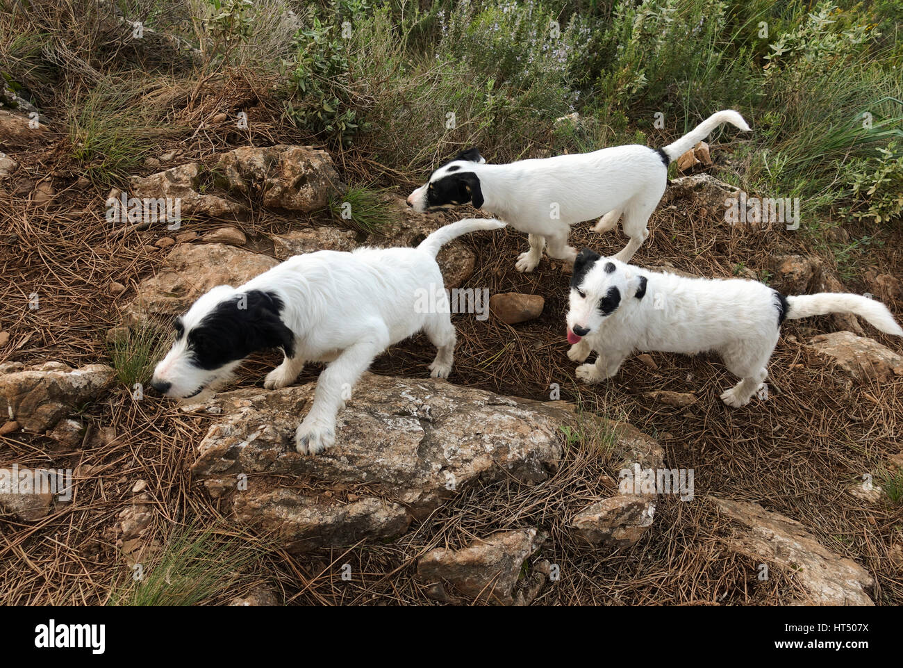 Trois jeunes chiens, chien, animaux de compagnie, ainsi, déplacer librement, dans les montagnes, de l'Espagne. Banque D'Images
