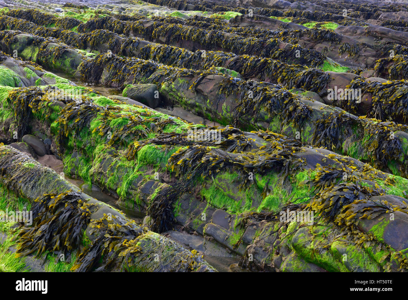 Des algues sur des rochers sur la côte Atlantique à marée basse, Bude, Cornwall, United Kingdom Banque D'Images