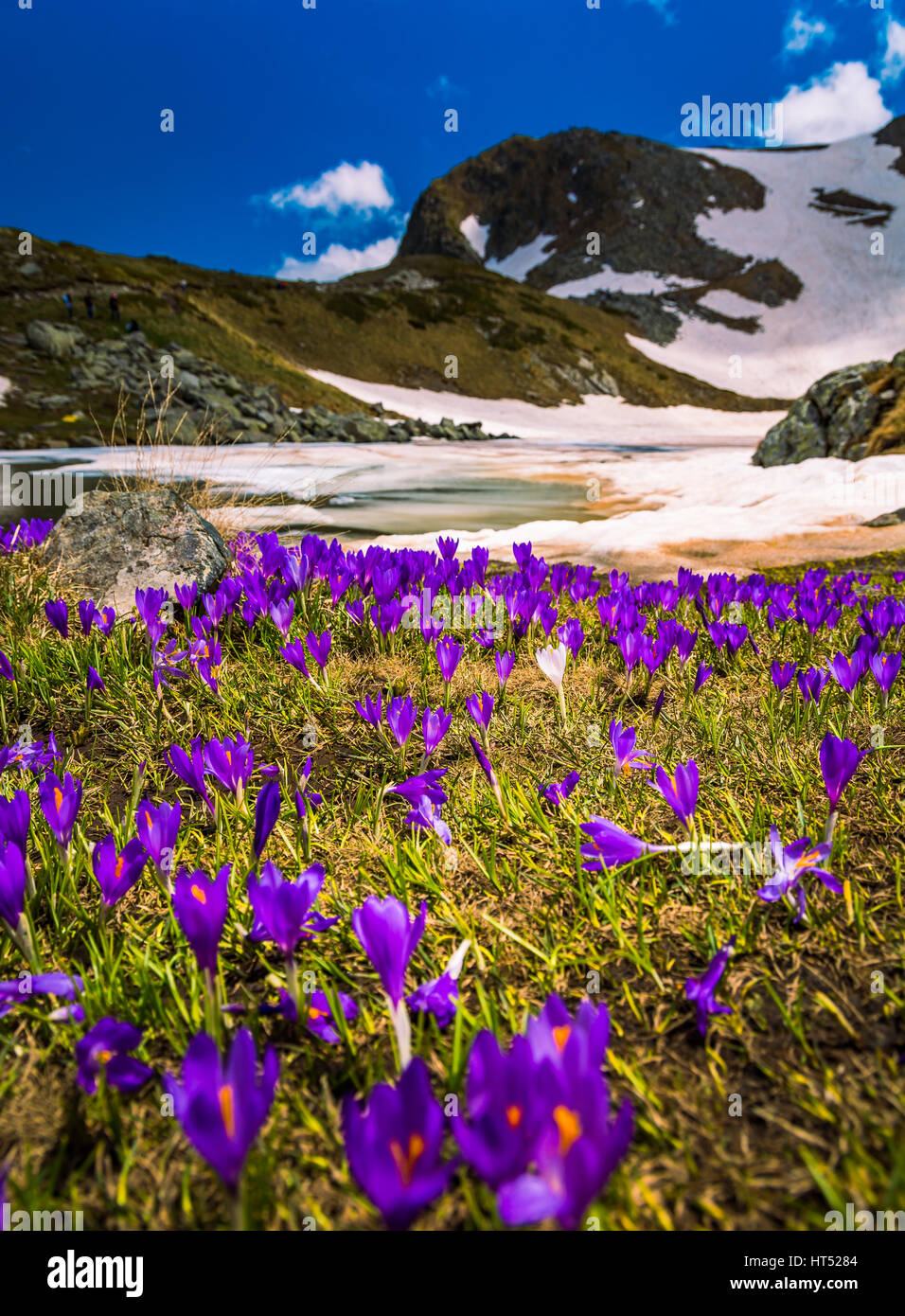 Crocus fleurs à sept lacs de Rila en Bulgarie Banque D'Images