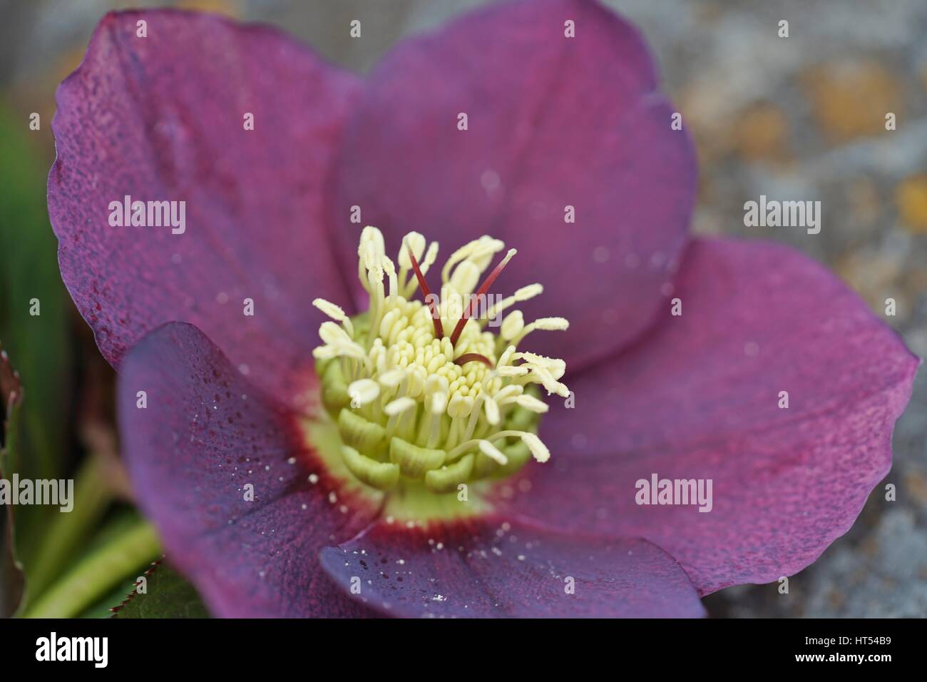 Hellebore pourpre fleurs fraîchement cueillies (helleborus hybridus), également connu sous le nom de Noël ou le Lenten rose Banque D'Images