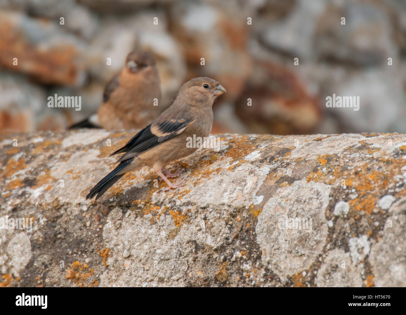 Pyrrhula pyrrhula Bouvreuil eurasien(mineurs) perché sur un mur en silex terres agricoles à Holkham, North Norfolk. Banque D'Images